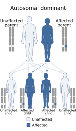 A diagram of the autosomal dominant inheritance pattern, showing how a gene can be passed from an affected parent to an affected child.