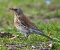 Björktrast (Turdus pilaris)-6.jpg