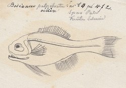 Bodianus palpebratus - - Print - Iconographia Zoologica - Special Collections University of Amsterdam - UBA01 IZ13500537 (cropped 2).tif