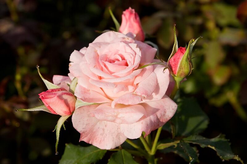 File:Bridal pink - morwell rose garden.jpg