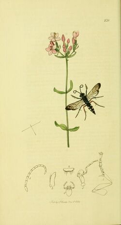 Britishentomologyvolume4Plate238.jpg