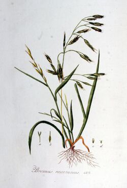 Bromus racemosus — Flora Batava — Volume v7.jpg