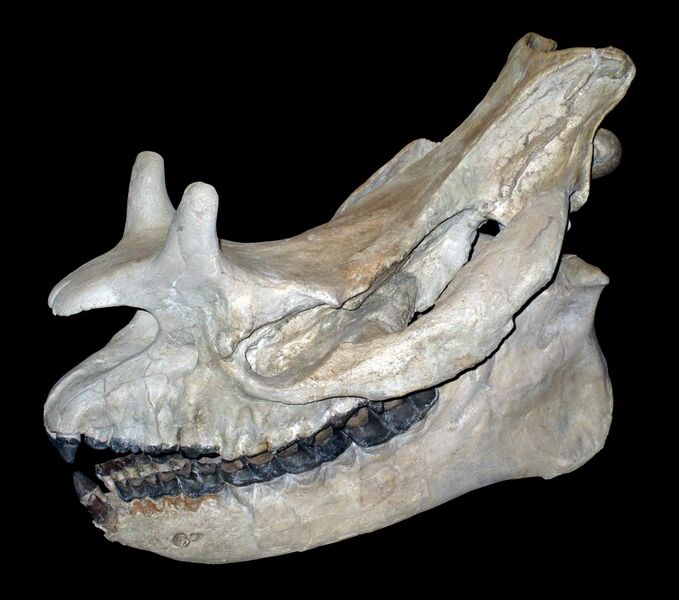 File:Brontotherium skull IMG 4441.jpg