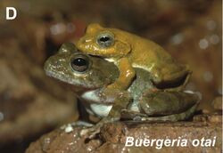 Buergeria otai male and female in amplexus.jpg