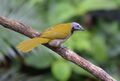 Buff-throated Saltator (24834629490).jpg