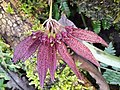 Bulbophyllum punakhaense P.Gyeltshen, K.Rabgay & Kumar.jpg