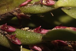Bulbophyllum tortuosum 2-Raab Bustamante.jpg