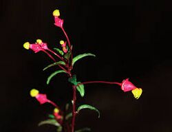 Burmeistera minutiflora.jpg