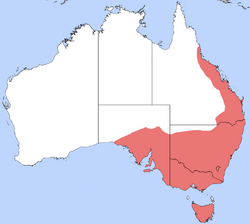 Map of Australia showing the distributional range of the banded sugar ant