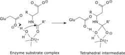 Carboxypeptidase catalysis.png