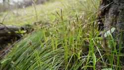 Carex geyeri 3.jpg