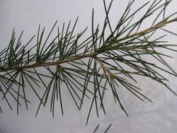 Cedrus deodara leaves closeup.jpg