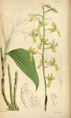 Cephalantheropsis obcordata (as Calanthe gracilis) - Curtis' 79 (Ser. 3 no. 9) pl. 4714 (1853).jpg