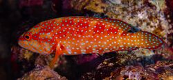 Cierva coral (Cephalopholis miniata), mar Rojo, Egipto, 2023-04-15, DD 08.jpg