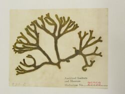 Herbarium specimen of "Codium duthiae"