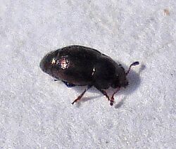 Coleoptera - Brachypterus sp? (2794450962).jpg
