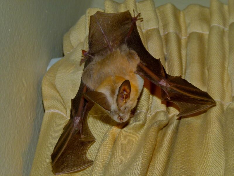 File:Common Slit-faced Bat (Nycteris thebaica) (7027172215).jpg