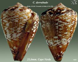 Conus derrubado1.jpg