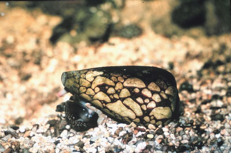 File:Conus marmoreus feeding on cowrie.jpg