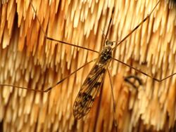 Cranefly on Fungus - Flickr - treegrow.jpg