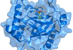 Crystal structure of Herpes Simplex Virus Protease-Inhibitor (DFP) complex.jpg