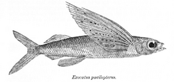 Cypselurus poecilopterus Day.png