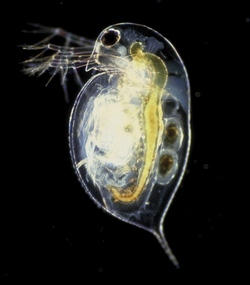 Daphnia pulex.png