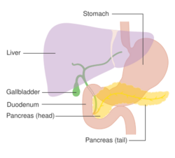 Diagram showing the position of the pancreas CRUK 356.svg