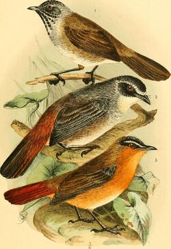Die Vögel Afrikas (1900) (20761499248).jpg
