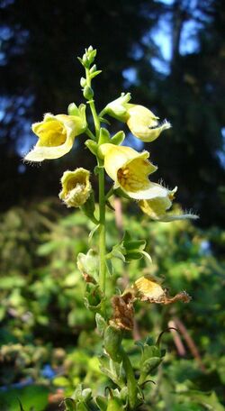 Digitalis nervosa 2.jpg