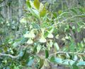 Diospyros whyteana - flowers.JPG