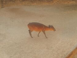 Duiker at San Antonio, TX Zoo, 2014 DSCN0701.JPG