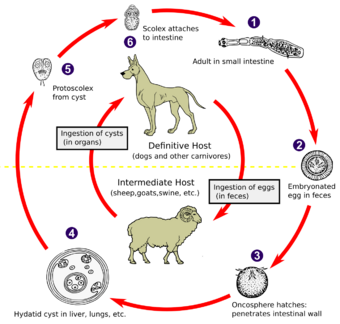 Echinococcus Life Cycle.svg