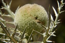 Echinops giganteus mtkenya 02.jpg