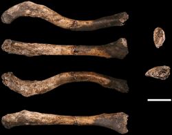 Elife-24232-fig14-v1 U.W. 102a-021 right clavicle from the Lesedi Chamber.jpg
