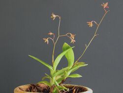 Epidendrum compressum 6.jpg