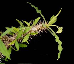 Euphorbia capuronii ies.jpg