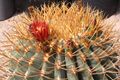 Ferocactus diguetii pm.jpg