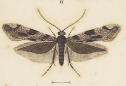 Fig 11 MA I437908 TePapa Plate-XLVII-The-butterflies full (cropped).jpg