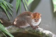 Brown Flat-headed cat on a branch