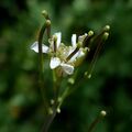Fourraea alpina flower (05).jpg