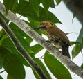 Gabon Woodpecker - Ghana S4E2409 (16224282519).jpg