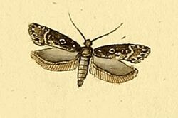 Gelechia sororculella.jpg