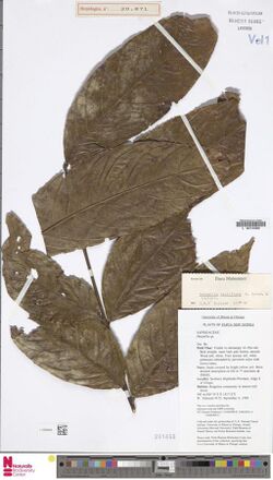 Harpullia cauliflora https medialib.naturalis.nl file id L.2299483 format large.jpg