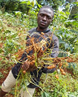 Harvest of peanuts.jpg