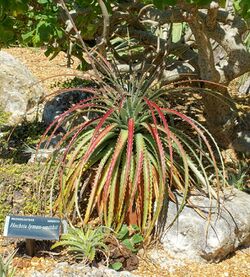 Hechtia lyman-smithii - Marie Selby Botanical Gardens - Sarasota, Florida - DSC01280.jpg