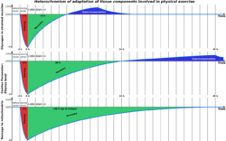 Heterochronism of adaptation.svg