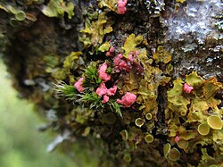 Illosporiopsis christiansenii (pink) parasitizing lichen