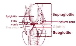 Illu07 larynx01.jpg