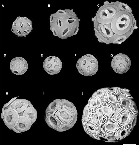 File:Images of representative Noelaerhabdaceae and other coccolithophores.jpg